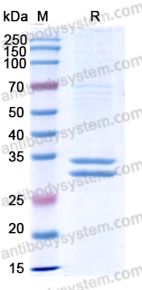 Research Grade Flotetuzumab